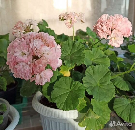 Пеларгония герань Срезы