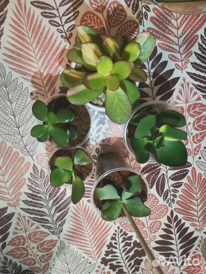 Набор крассул