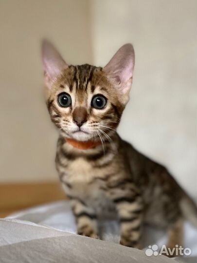 Бенгальский котенок девочка