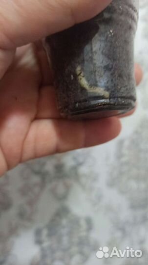 Церопегия сандерсона