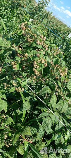 Саженцы ремонтантной малины