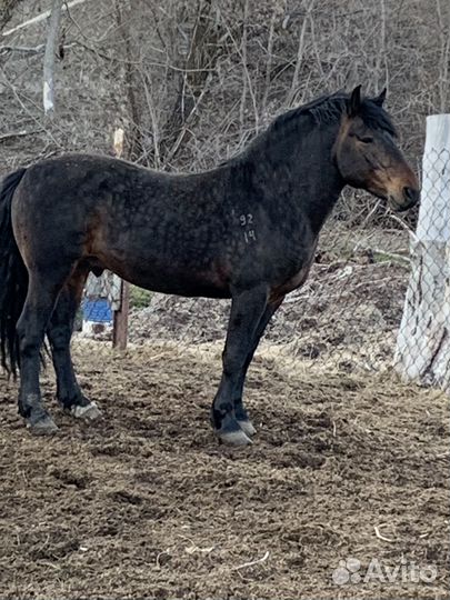 Жеребец тяжеловоз