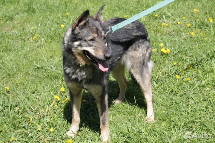 Мир за решеткой.Собака в дар в добрые руки