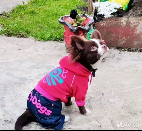 Щенки чихуахуа