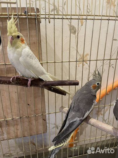 Птенцы попугаев Корелл