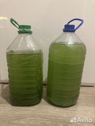 Хлорелла для растений, аквариумов и водоемов