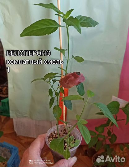 Белоперонэ (комнатный хмель)