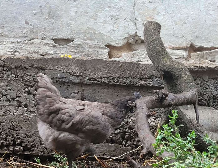 Яйца на инкубацию, курица Ухейилюй