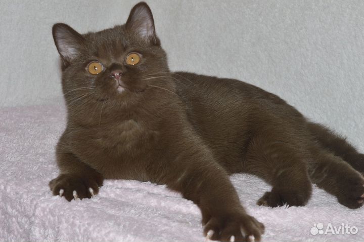 Британская кошка