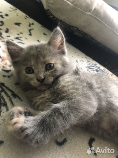 Котята девочки