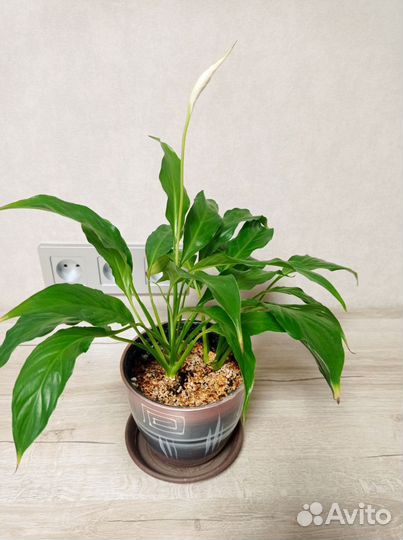 Спатифиллум