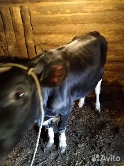 Нетель и корова