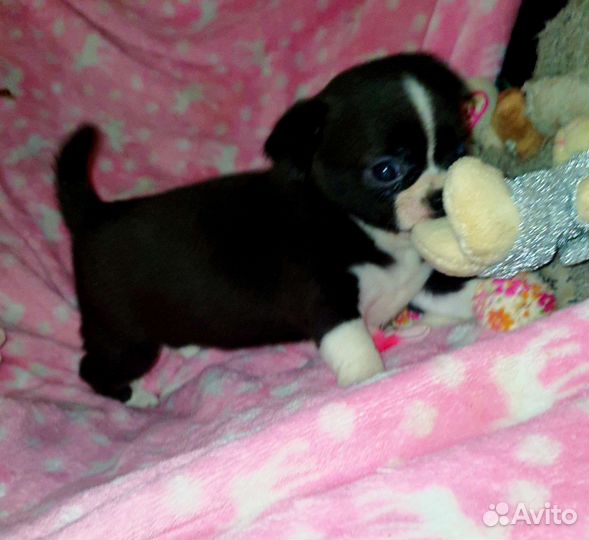 Очень кукольная минюшечка чихуахуа,доставка