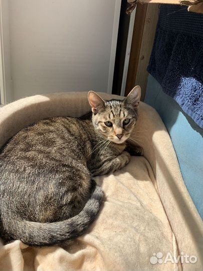 Молодой котик Космо в добрые руки