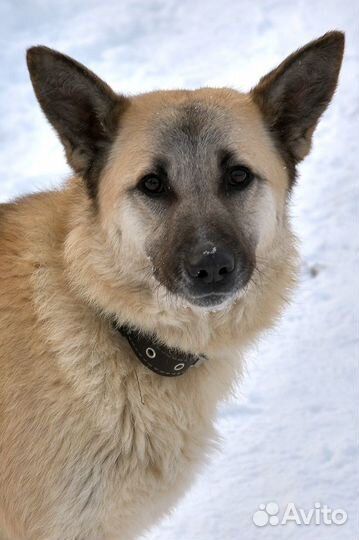 Мира послушная молодая собака