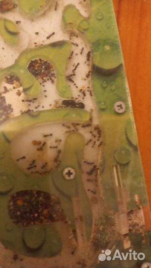 Муравьиная ферма с муравьями