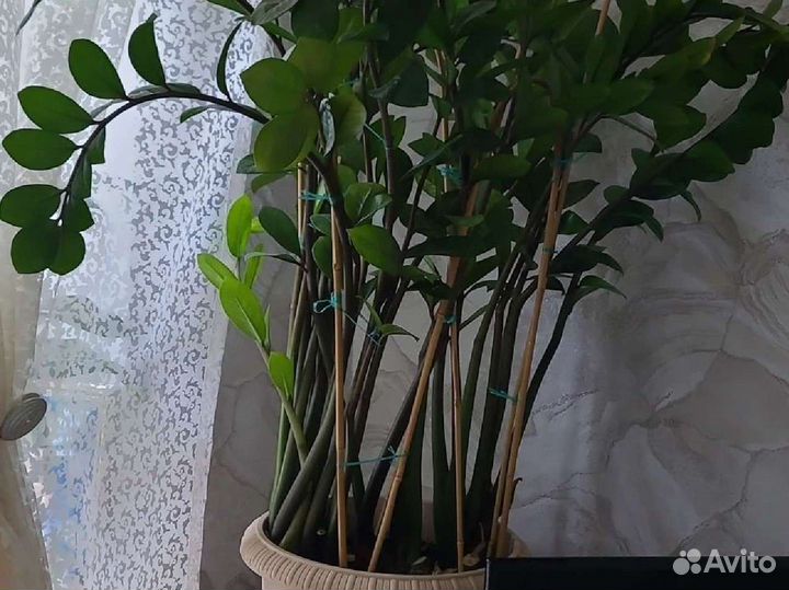 Комнатные растения цветы большие