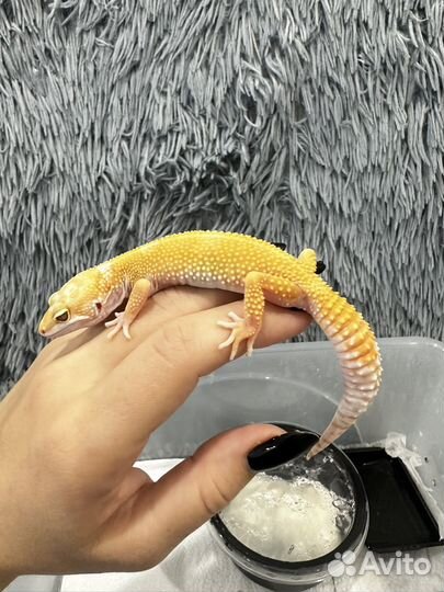Эублефар Tangerine het TA