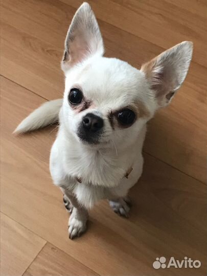 Вязка чихуахуа