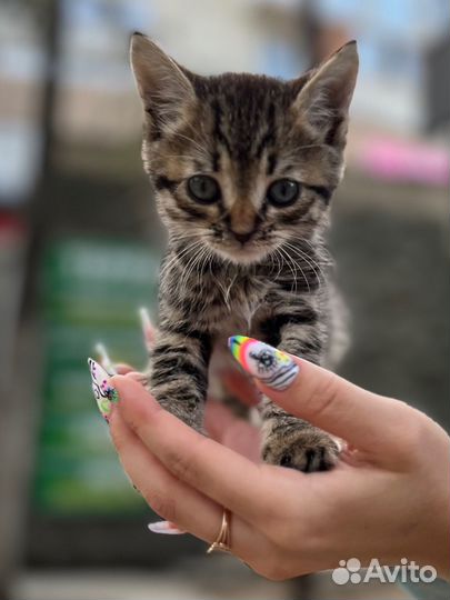 Котята в добрые руки мальчик