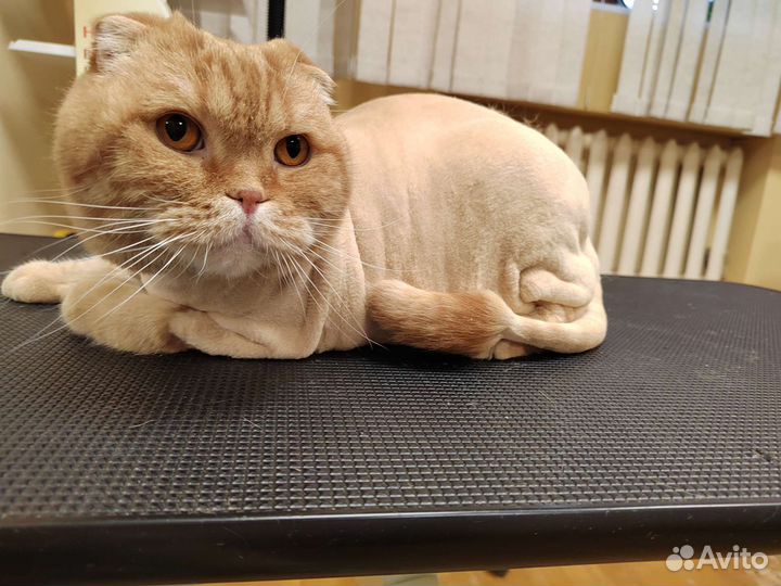 Стрижка собак и кошек, грумер, груминг животных