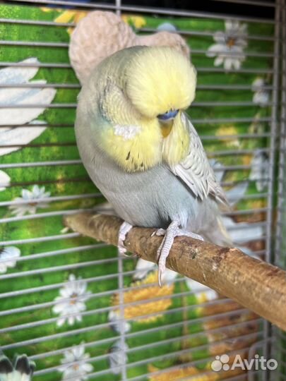 Попугай волнистый, выставочный, хохлатый
