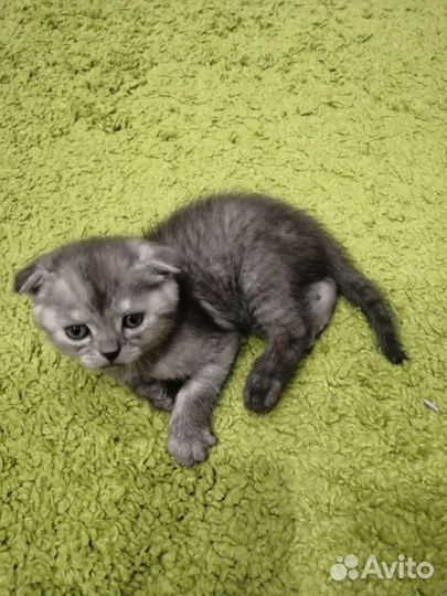 Шотландская вислоухая кошка