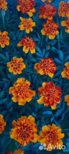 Алиссум, Петуния, Георгины, Астра