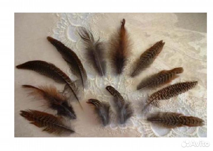 Продаю фазанов охотничьих