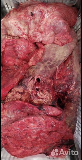 Продукты для собак (мясо для собак )