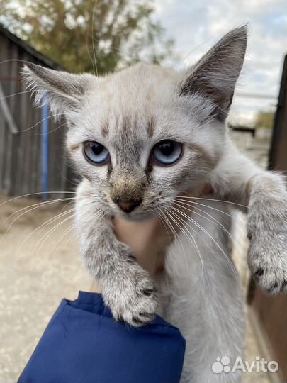 Котята митизы