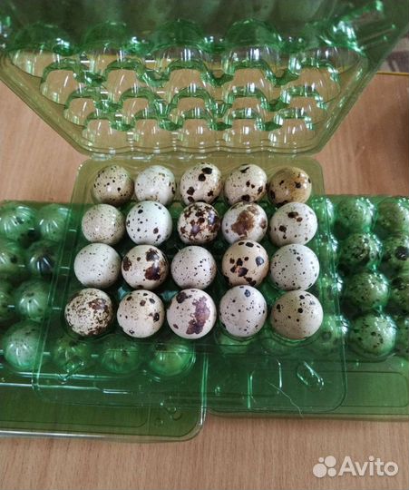 Яйцо перепелиное домашнее