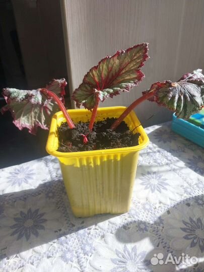 Бегония pink champagne