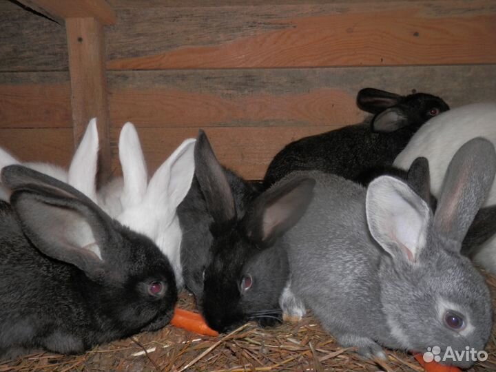 Кролики,мясо кролика,куриное яйцо