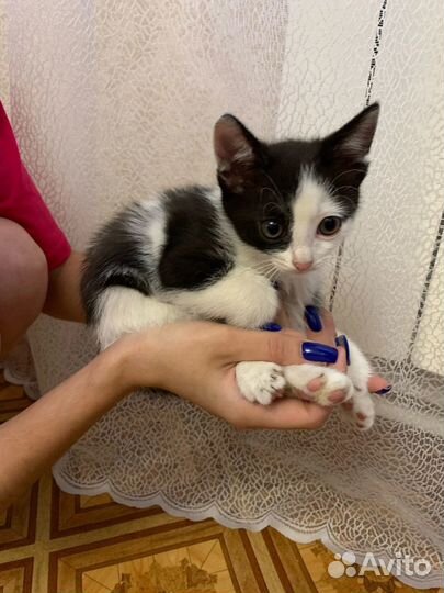 Котятки в добрые руки