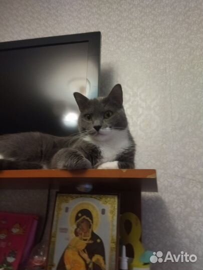 Кот Геннадий в добрые руки