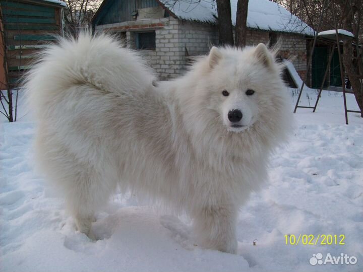 Гостиница для Собак и Кошек г. Белгород