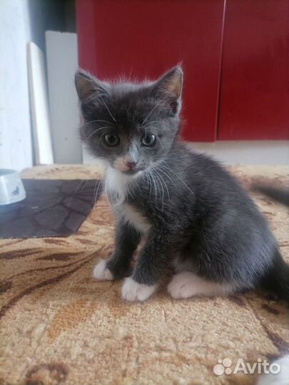 Кошка бесплатно