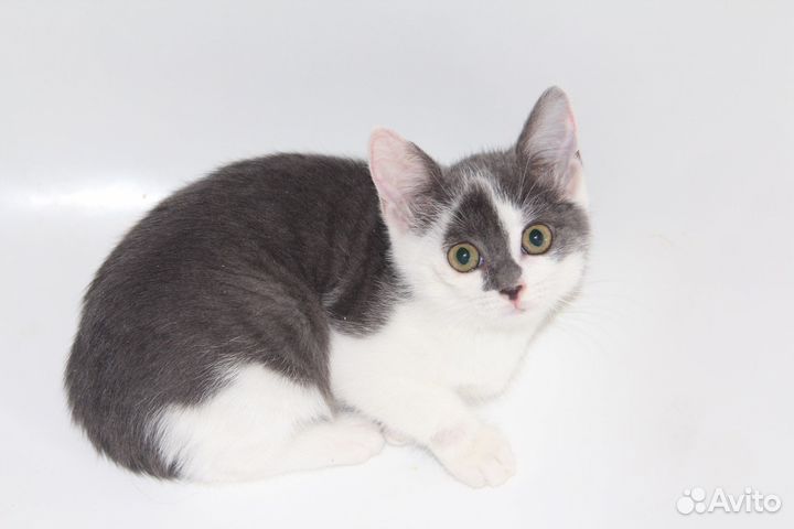 Маленький котенок, девочка в добрые руки