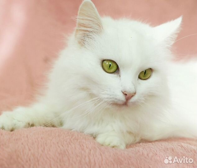 Пастила в добрые руки