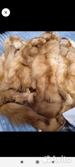 Шкурки соболя