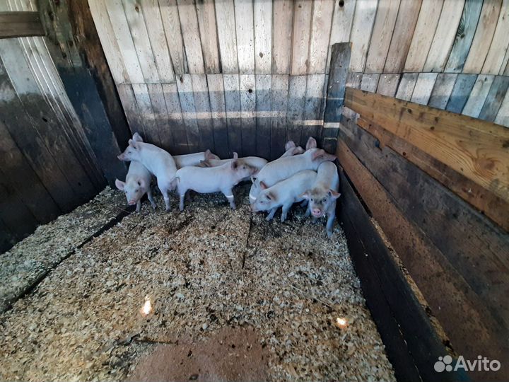 Поросенок ландрас