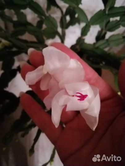 Декабрист шлюмбергера