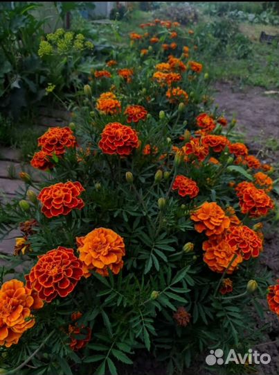 Рассада бархатцев