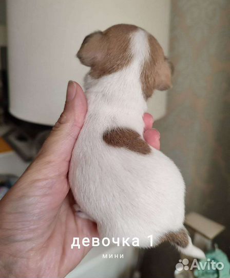 Чихуахуа бело-рыжие коровки