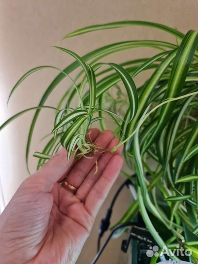 Хлорофитум кудрявый