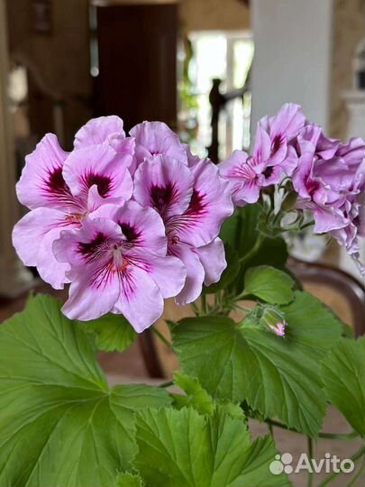 Королевская пеларгония