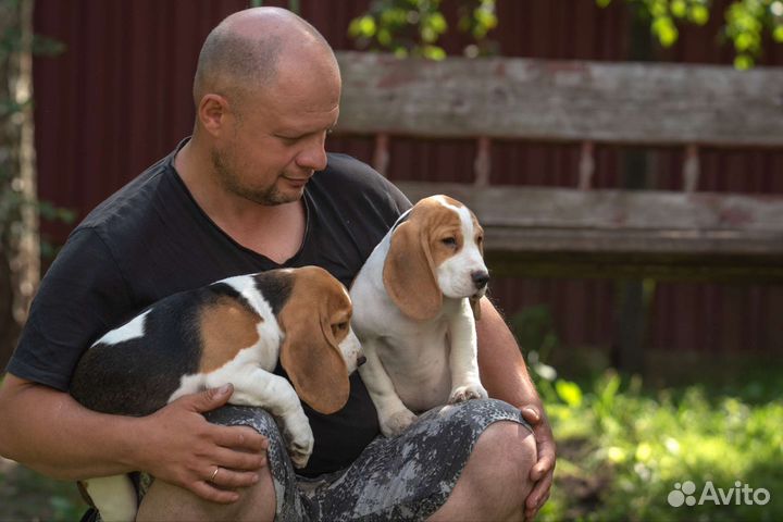 Щенки бигль