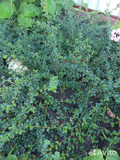 Кизильник горизонтальный