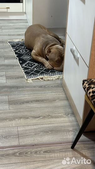 Вязка собак